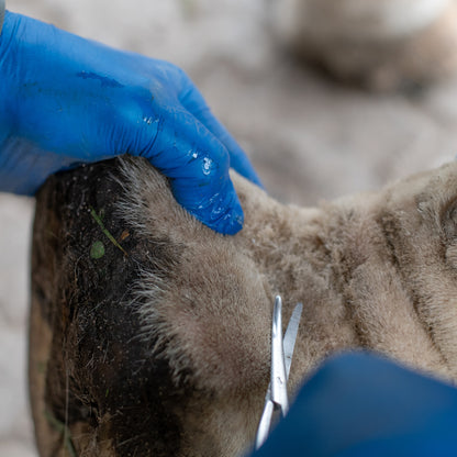 Metzenbaum Spezialschere